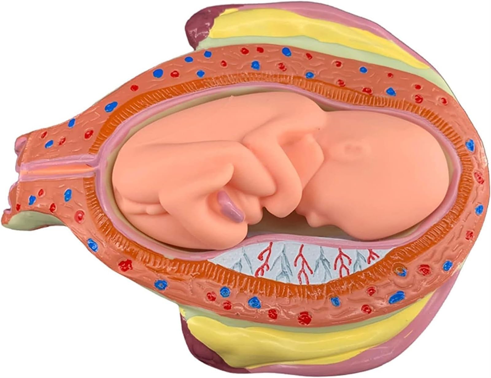 Amazon.co.jp: 解剖学用人体模型 胎児形成過程モデル 婦人科教育